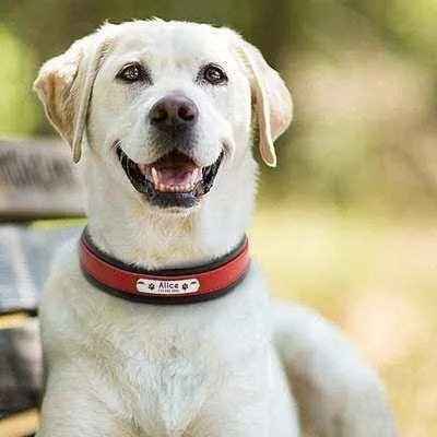 Big Dog's Personalised Leather Dog Collar-1